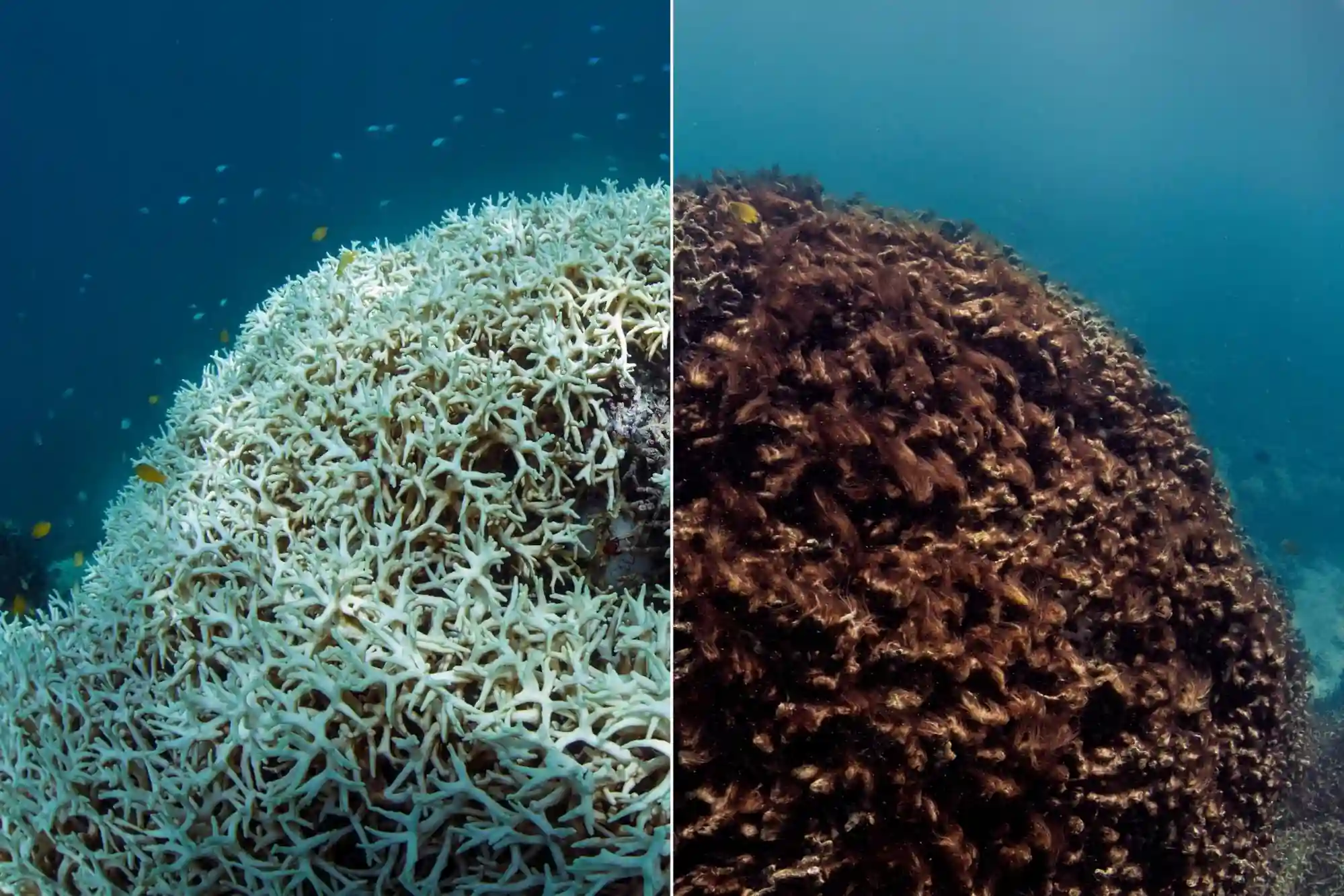 Coral Bleaching