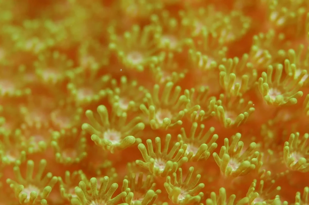 Coral Polyps: The Tiny Architects of Ocean Ecosystems