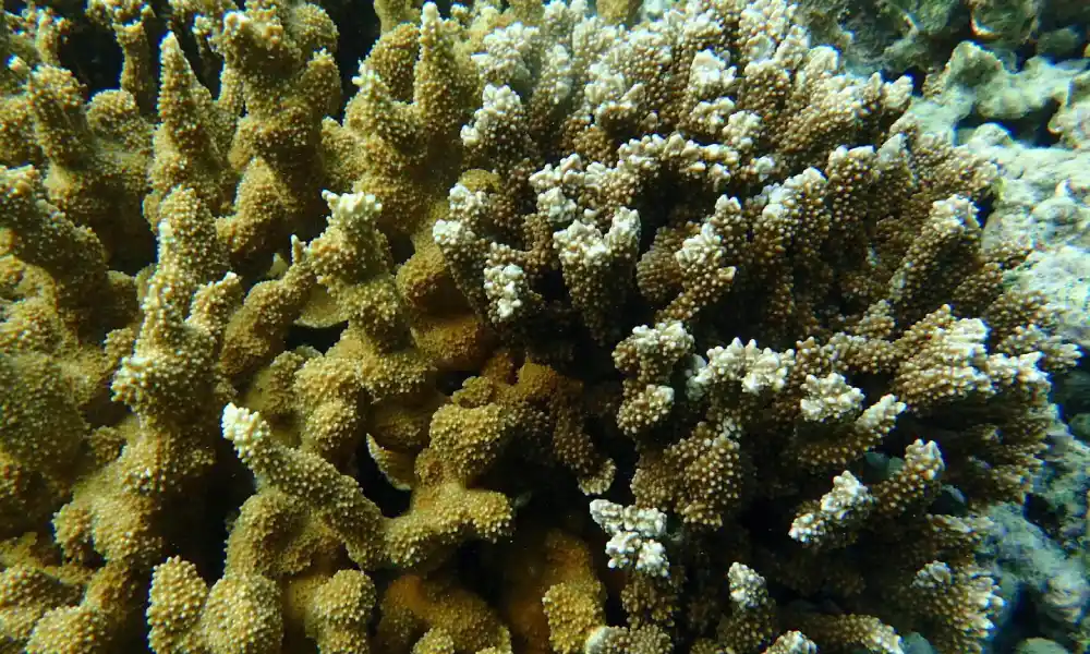 Coral Polyps and Symbiotic Algae