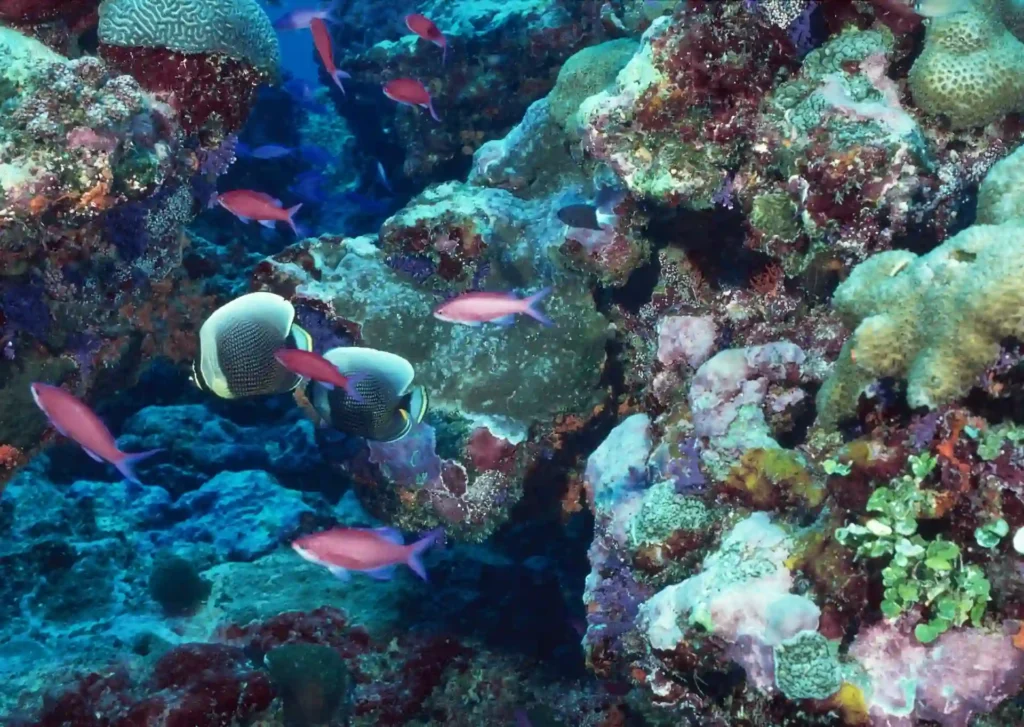 Understanding Earth's Most Biodiverse Marine Ecosystems