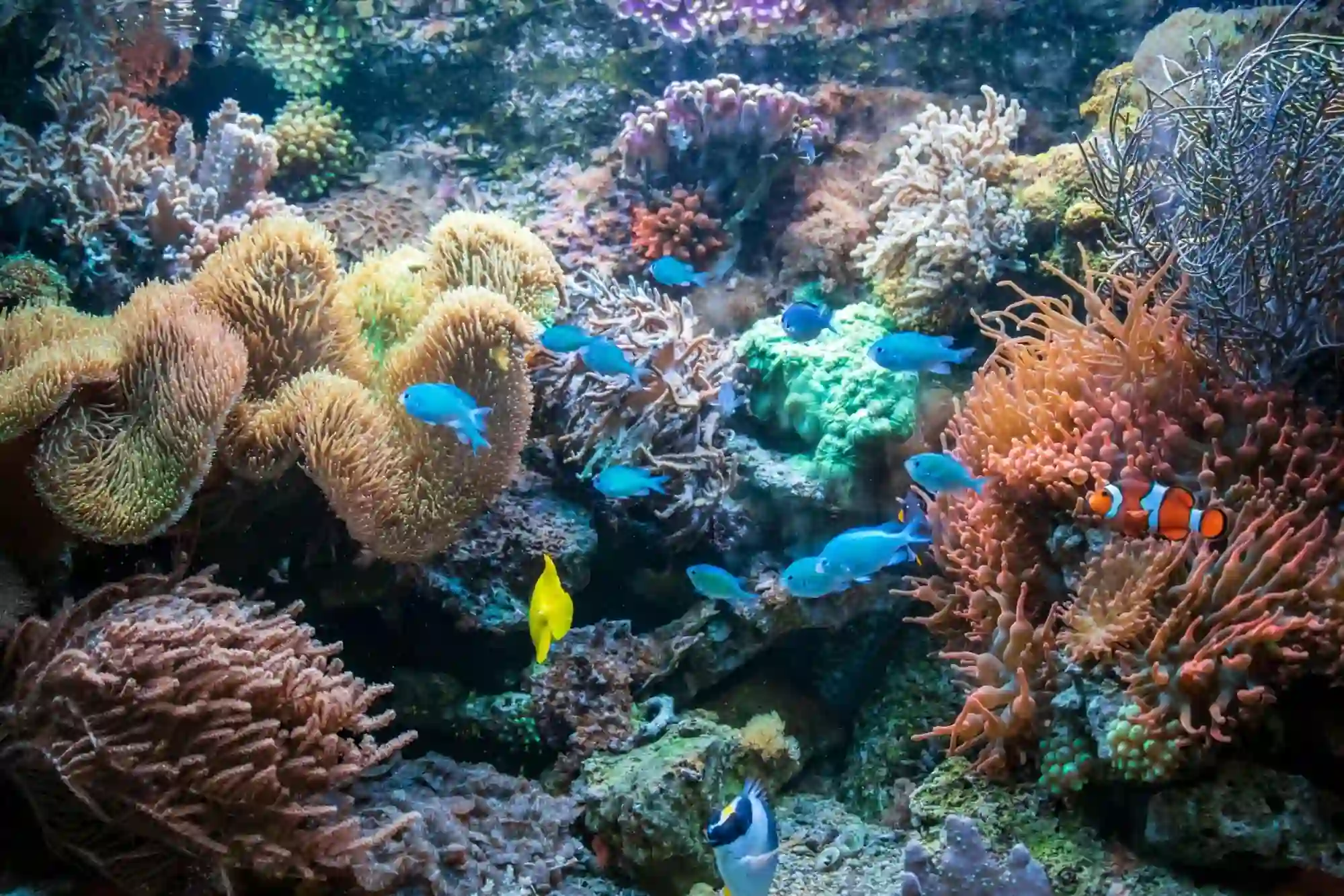 Coral Reefs