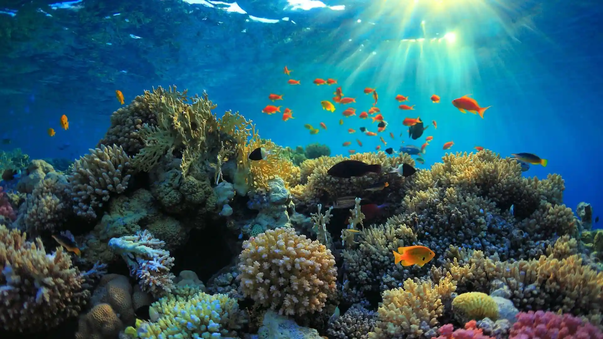 Coral reefs ecosystems on Earth