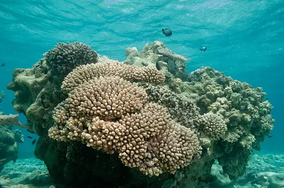 How Are Coral Reefs