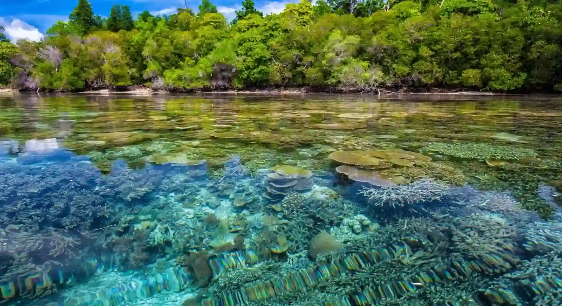 Island Nations and Coral Reefs