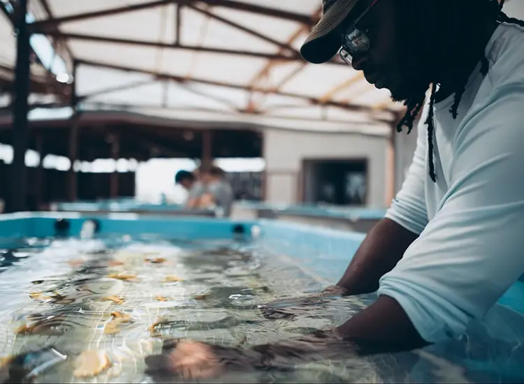 Coral Vita Featured in Mashable: Revolutionary Reef Restoration in the Bahamas