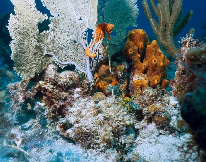 Coral Reef Plants: The Green Foundation of Ocean's Most Diverse Ecosystems
