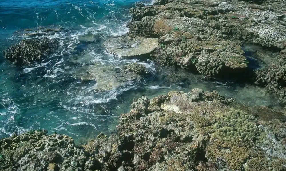 Reef Crest: Plants on the Edge
