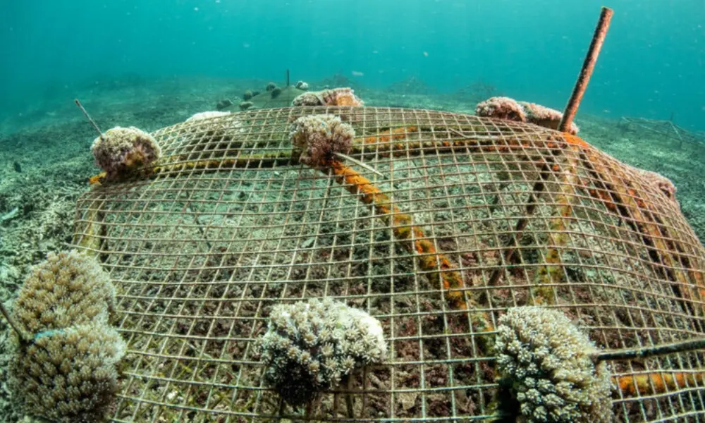 Understanding Coral splitting