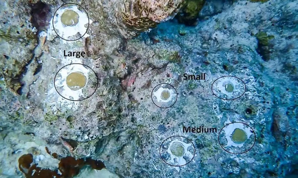 Micro-fragmentation: Revolutionizing Massive Coral Restoration