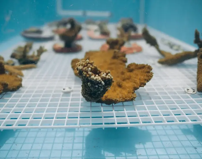 Coral Vita Opens UAE's First Land-Based Coral Restoration Facility in Historic Partnership with DP World