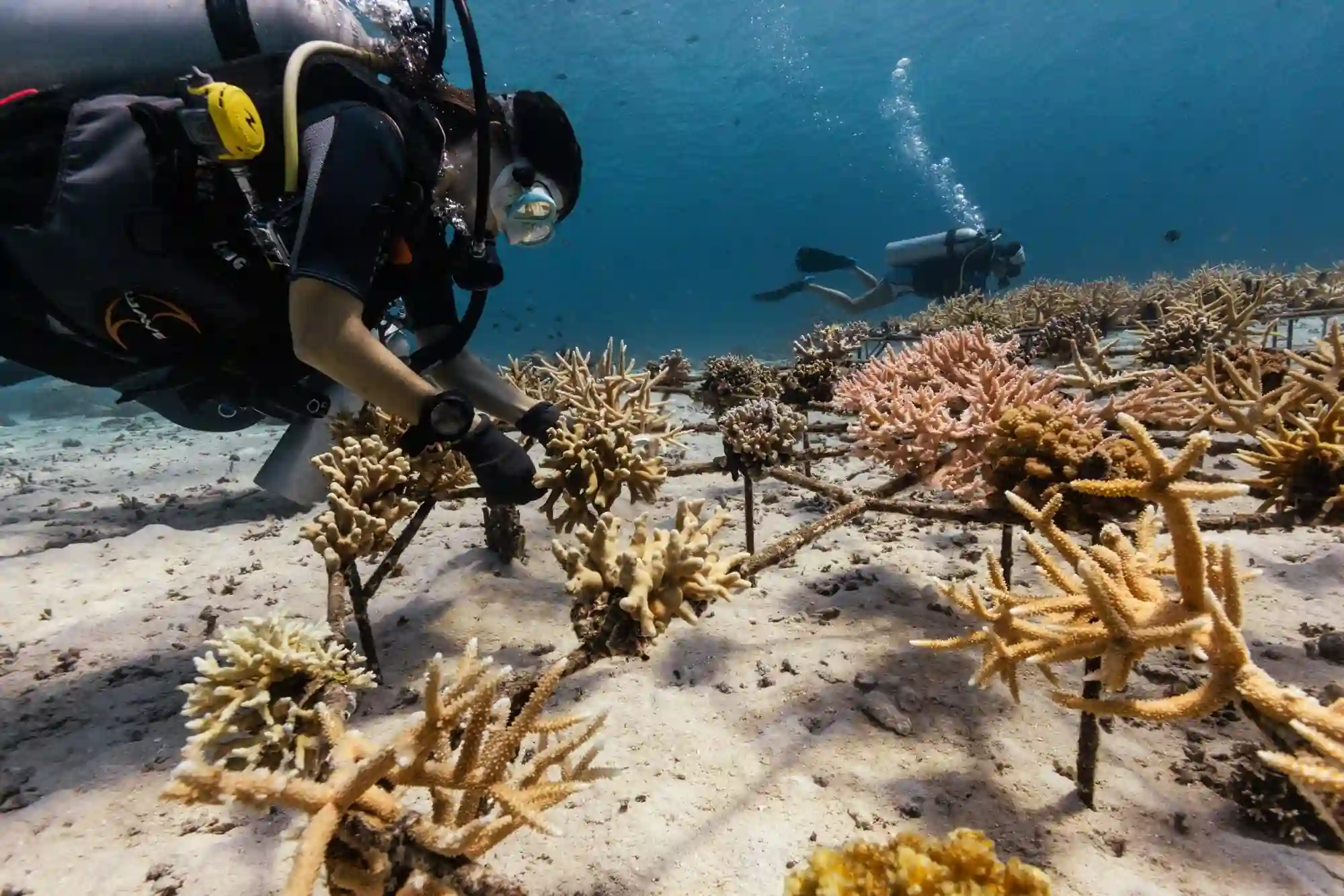 Tiny Coral Polyps Reef Ecosystem Architects