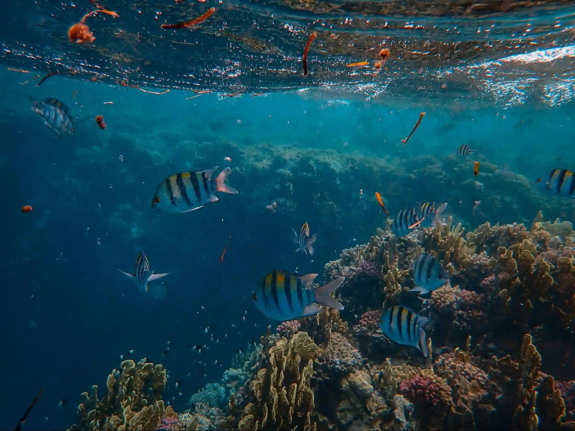 Reef Animals