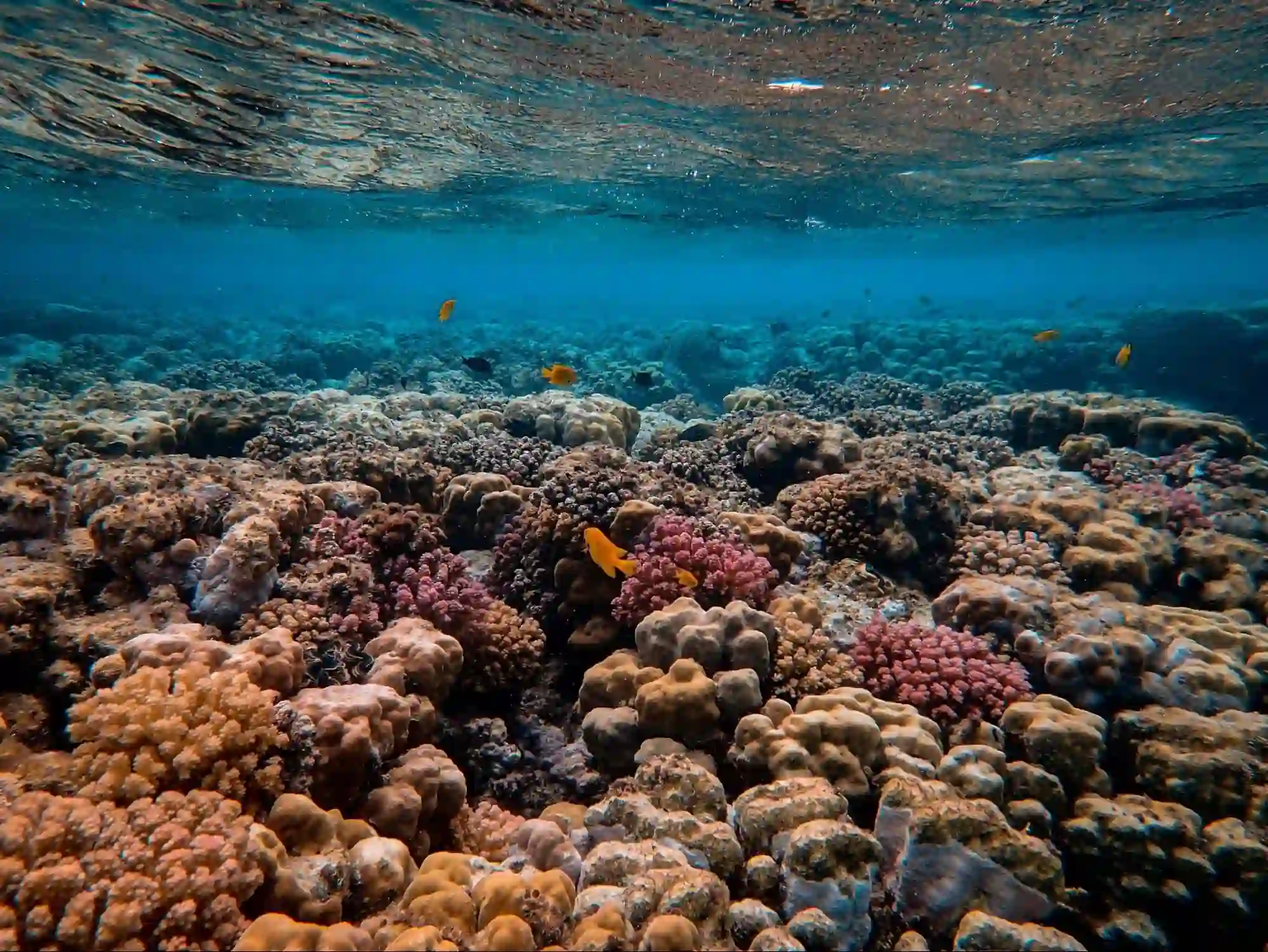 Reef Ecosystems