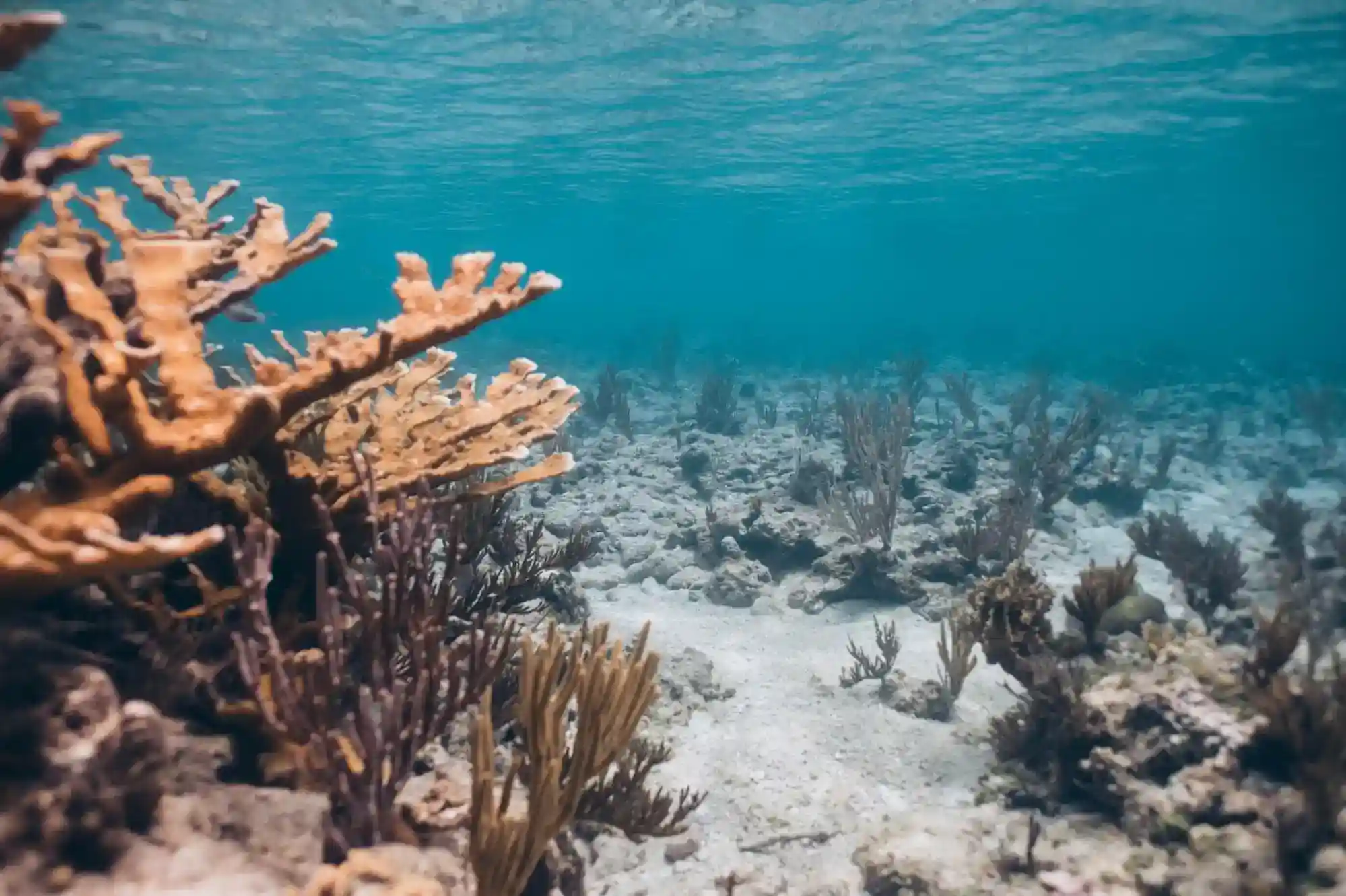 The Complex Threats Facing World's Coral Reefs