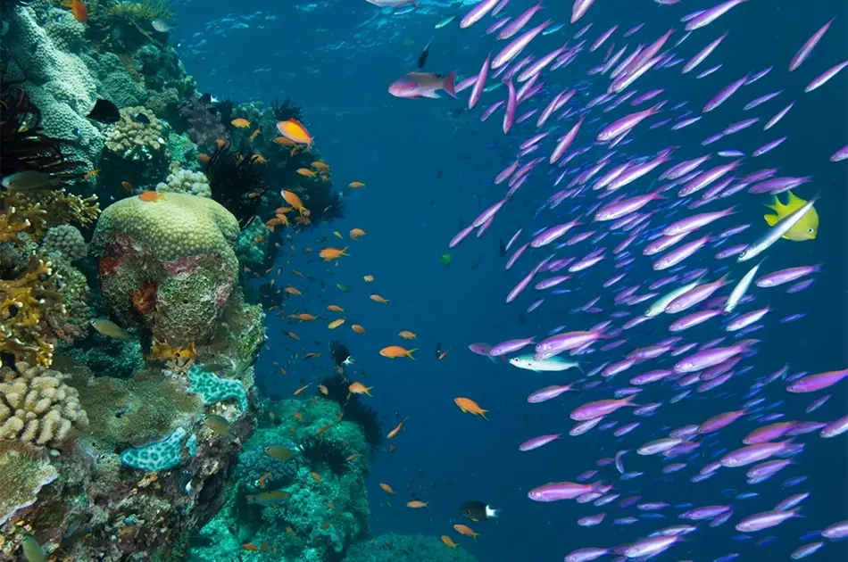 The Role of Coral Diversity in Reef Formation