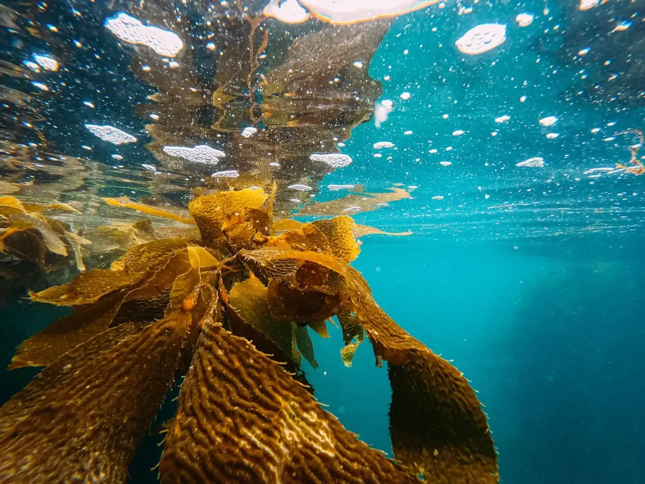 Marine Algae: The Foundation of Reef Ecosystems