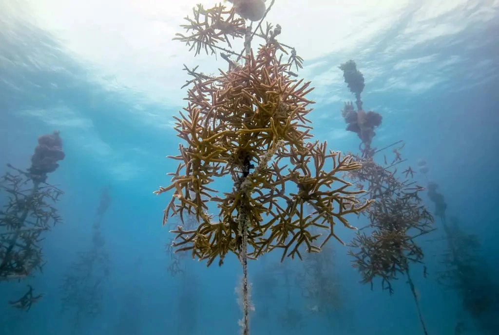 Coral Trees: Scaling Midwater Nurseries