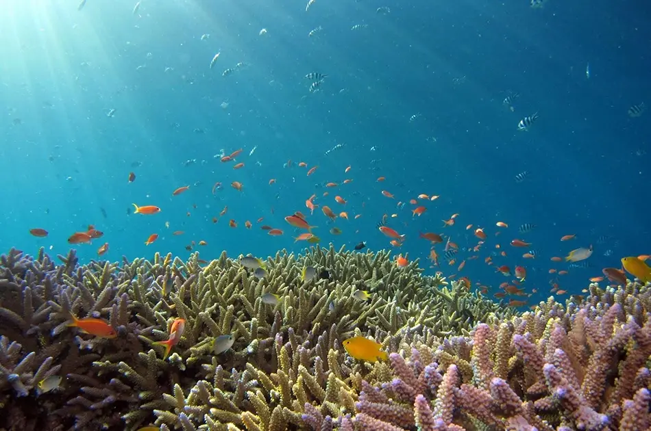 Types of Coral Reefs and How They Form
