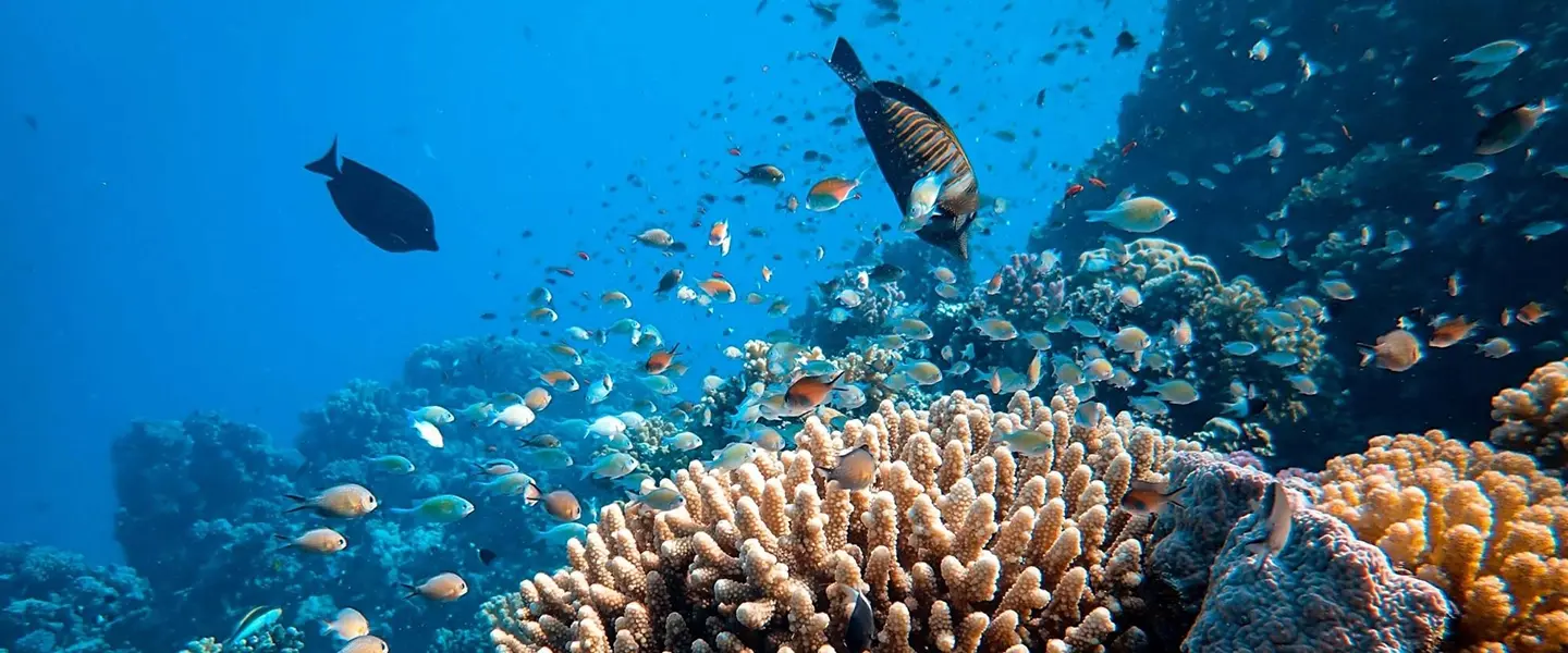 How Are Coral Reefs Formed? The Complete Guide to Coral Reef Formation