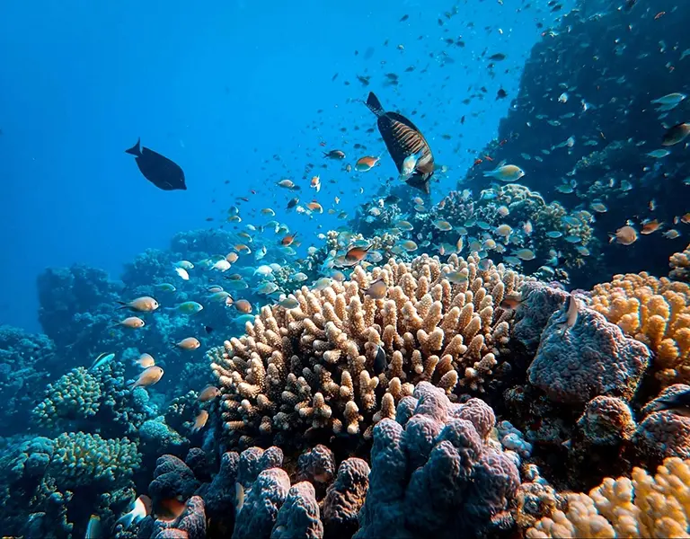 How Are Coral Reefs Formed? The Complete Guide to Coral Reef Formation