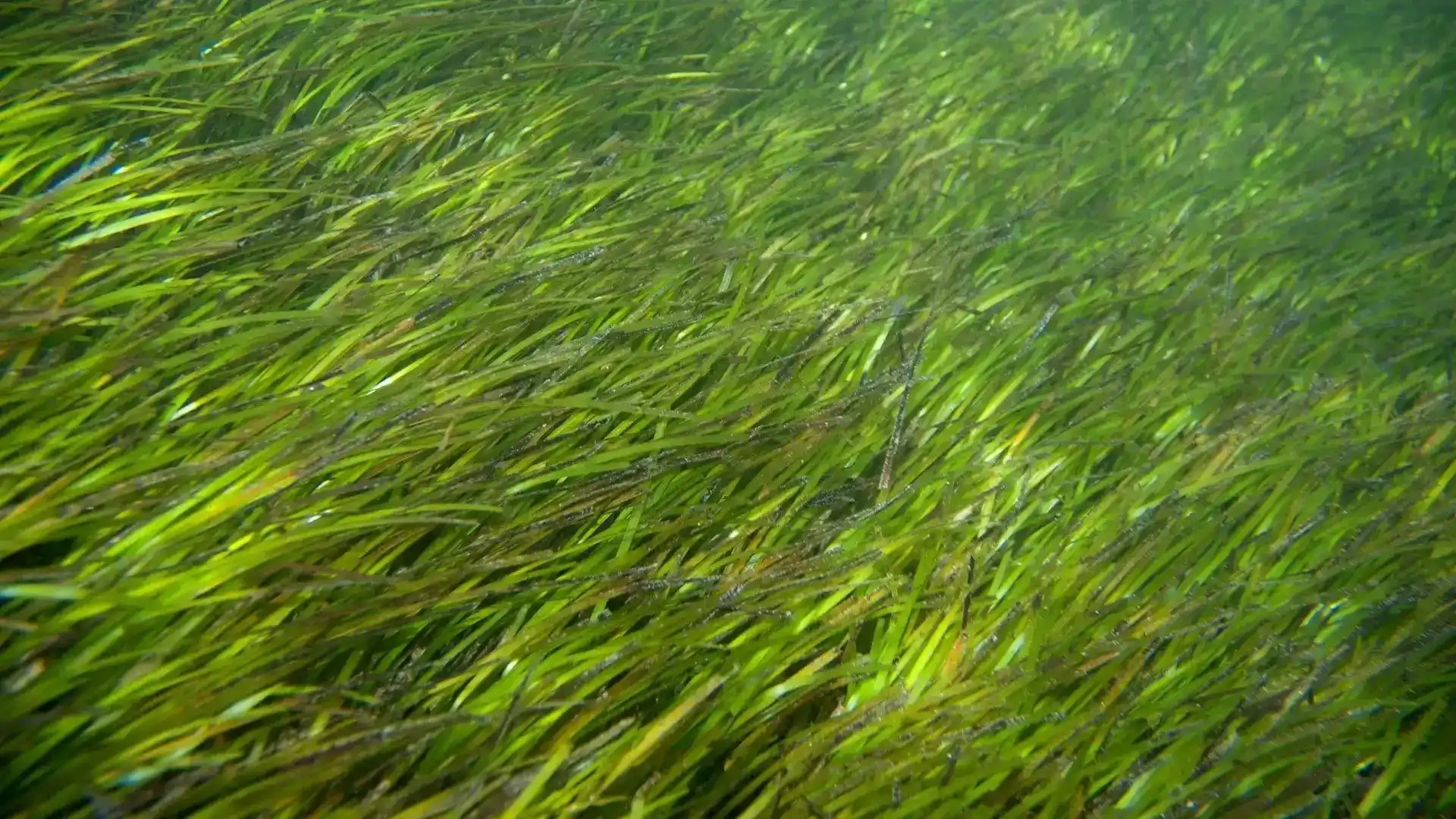 Seagrass: Meadows Beyond the Reef