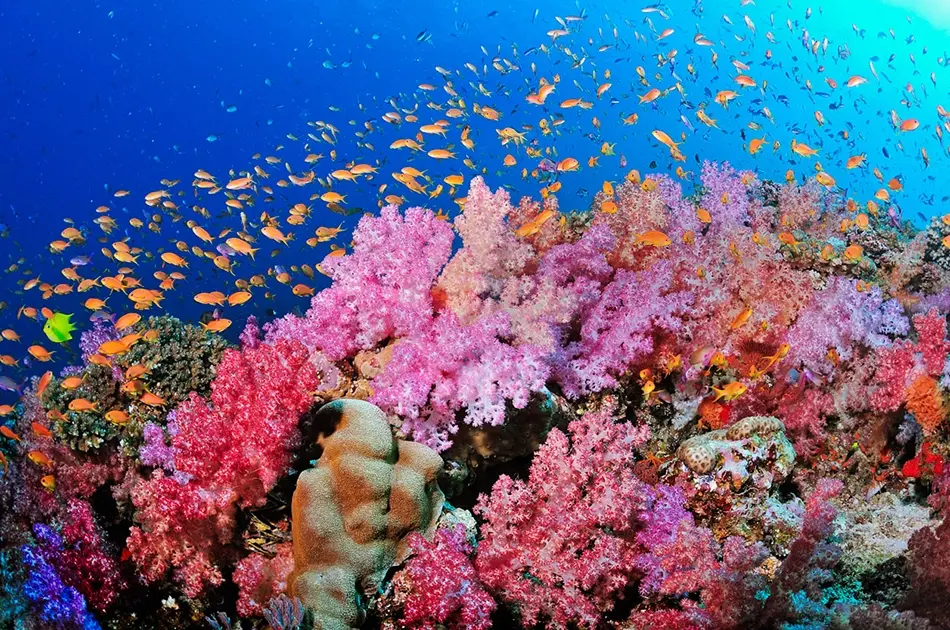 The Role of Coral Diversity in Reef Formation