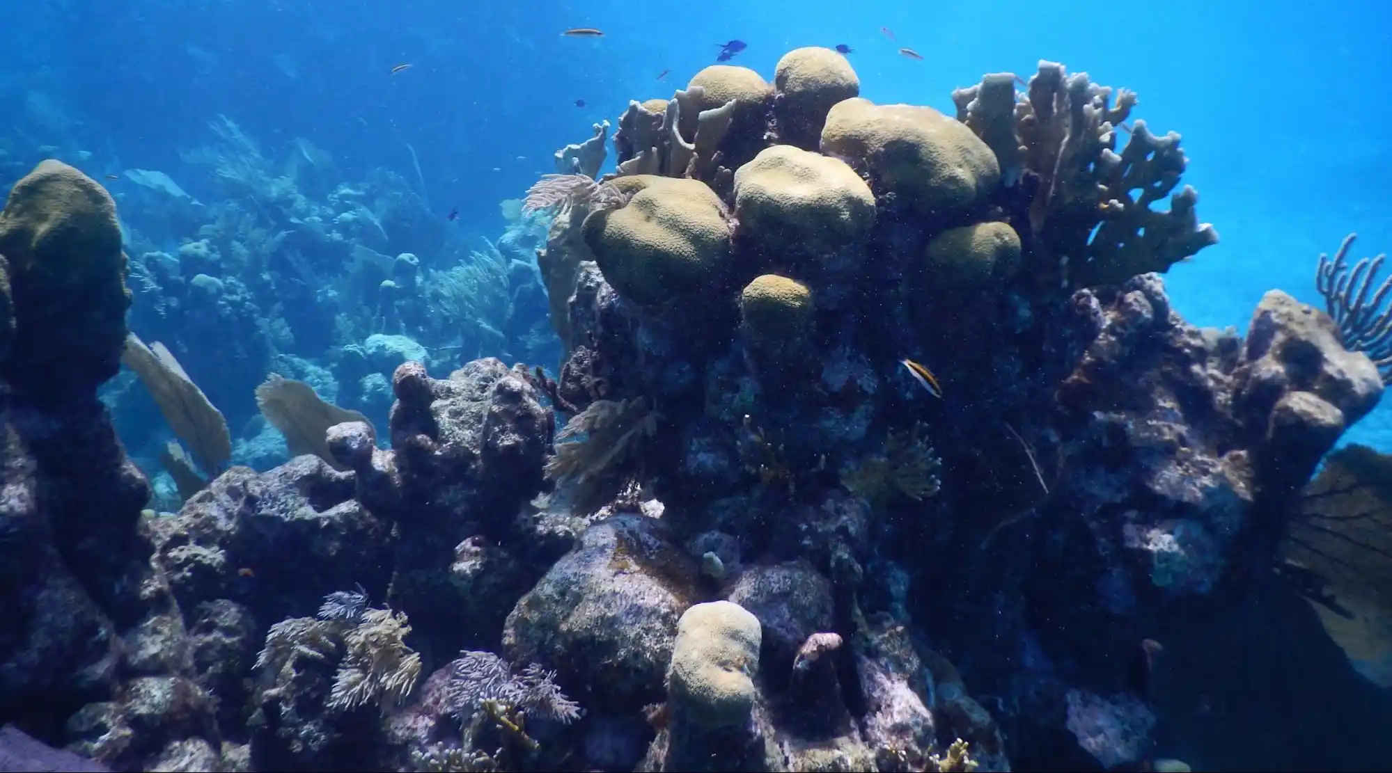 Fore Reef: Descending into Deeper Waters