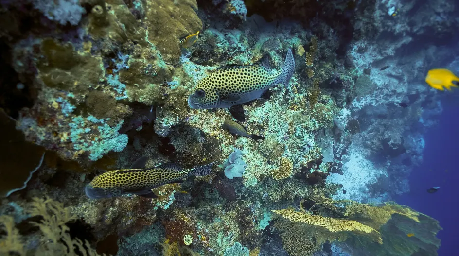 The Urgent Need for Reef Rehabilitation
