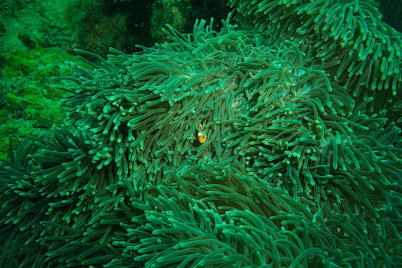 Symbiotic Relationships: Partnerships for Survival