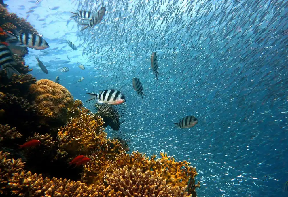 Biodiversity and Ecosystem Services Amongst Coral reefs