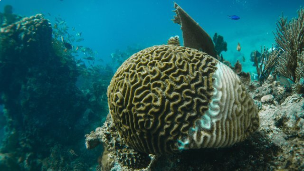 Bleached and damaged coral on the ocean floor, highlighting the severe impacts of climate change and ocean acidification on coral reef health and survival.