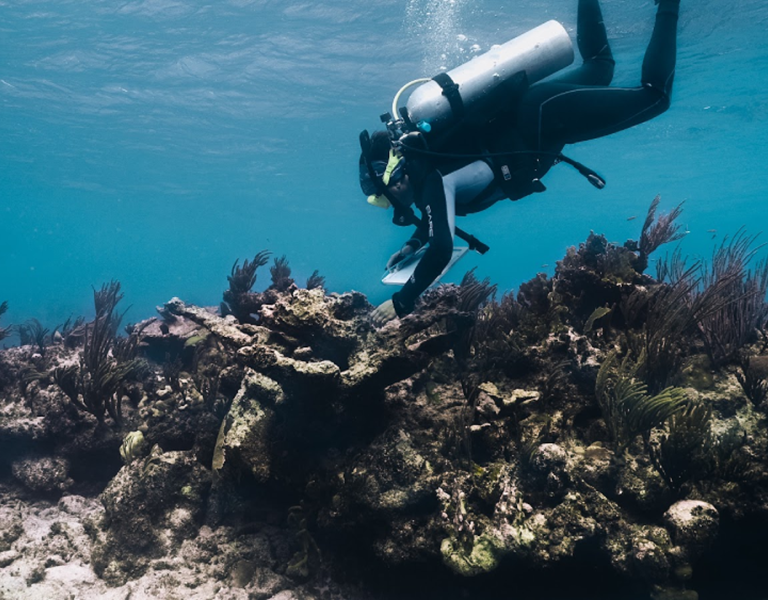 A diver swims above a vibrant coral restoration site, featuring coral fragments attached to underwater structures designed to regenerate damaged reefs — highlighting efforts in coral reef restoration.