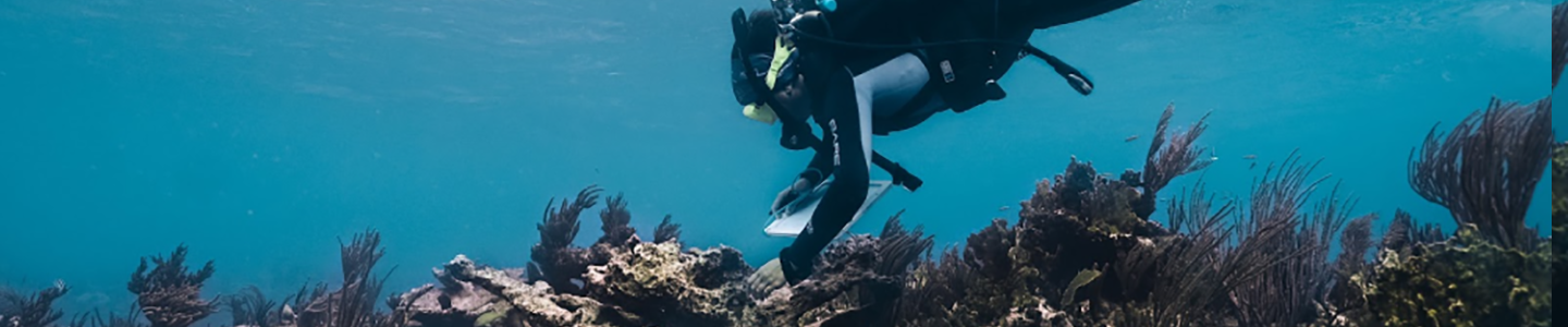 A diver swims above a vibrant coral restoration site, featuring coral fragments attached to underwater structures designed to regenerate damaged reefs — highlighting efforts in coral reef restoration.