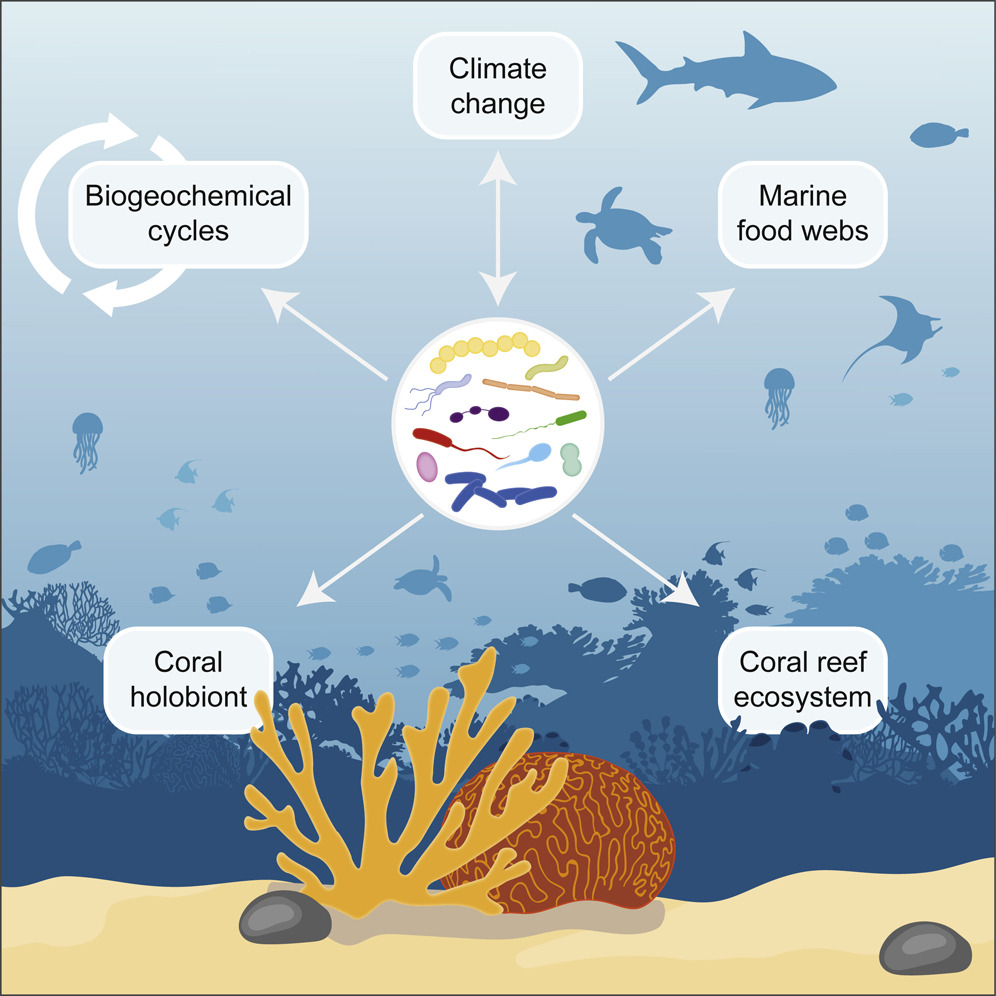 A thriving coral reef teeming with fish attracts a snorkeler, representing the economic benefits of coral restoration through tourism, fisheries, and coastal protection.