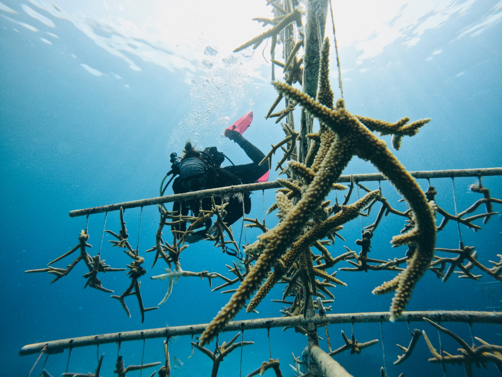 A scientist in a lab analyzes coral samples alongside futuristic restoration tools and data displays, representing the forward-looking innovations shaping the future of coral reef restoration.
