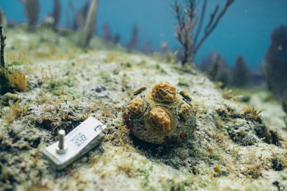 A group of international marine conservationists collaborate around a coral restoration site, symbolizing global efforts and partnerships dedicated to restoring and protecting coral reef ecosystems.