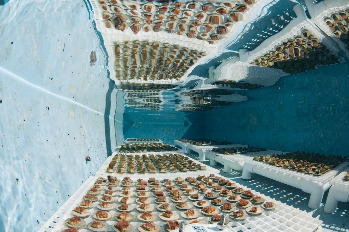 Close-up of microfragmented coral pieces growing on a restoration frame underwater, demonstrating the revolutionary technique of microfragmentation that accelerates coral growth and reef recovery.