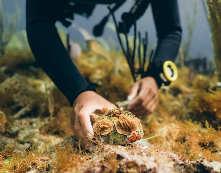 Coral Reef Restoration: A Critical Path to Ocean Recovery