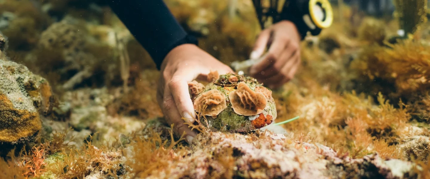 Coral Reef Restoration: A Critical Path to Ocean Recovery