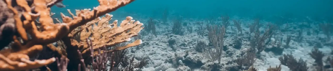 Reef Safe Sunscreen