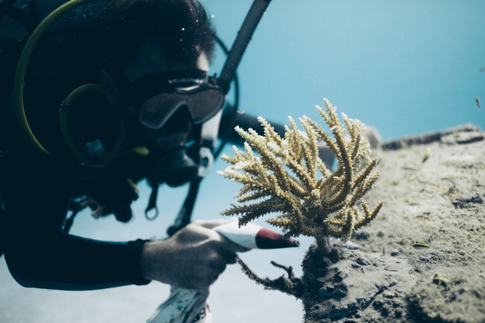 Divers work on underwater coral nurseries, attaching coral fragments to frames—demonstrating hands-on restoration techniques and methods used to rebuild and regenerate coral reef ecosystems.