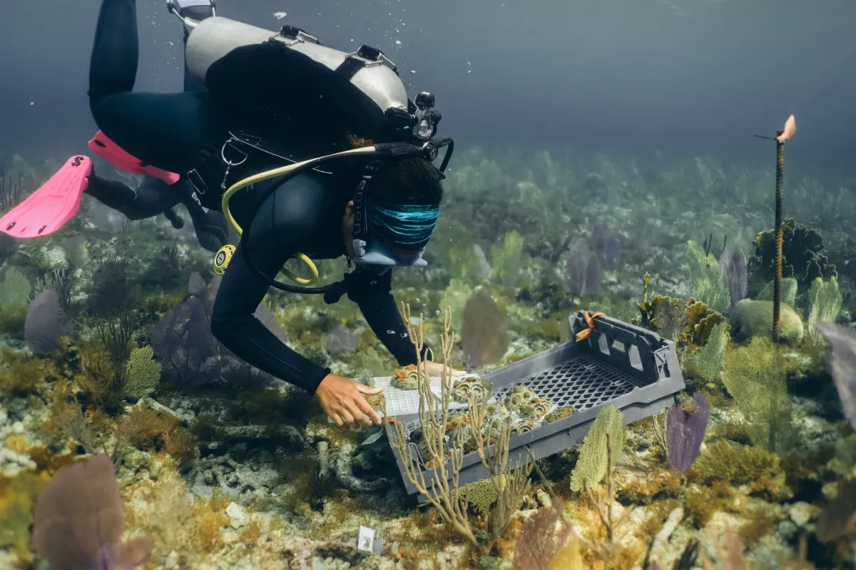 A researcher uses advanced monitoring equipment near coral restoration structures, symbolizing the role of technology and innovation in enhancing coral reef restoration efforts.