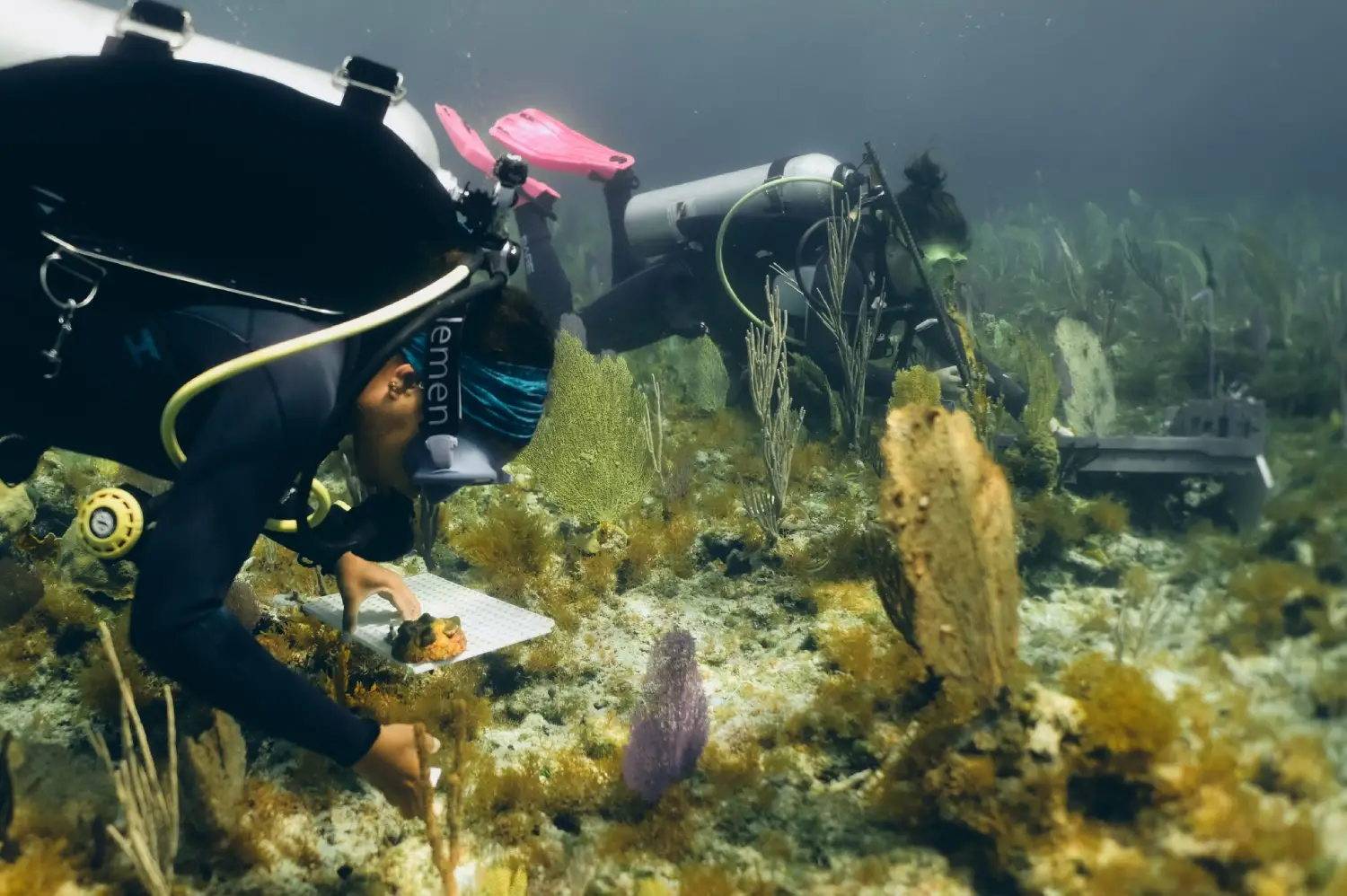 Marine scientist examines coral samples in an ocean-based nursery, illustrating assisted evolution techniques aimed at enhancing coral resilience to climate change and ocean warming.