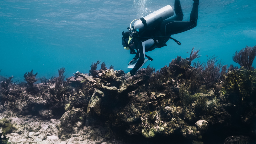 A diver swims above a vibrant coral restoration site, featuring coral fragments attached to underwater structures designed to regenerate damaged reefs — highlighting efforts in coral reef restoration.