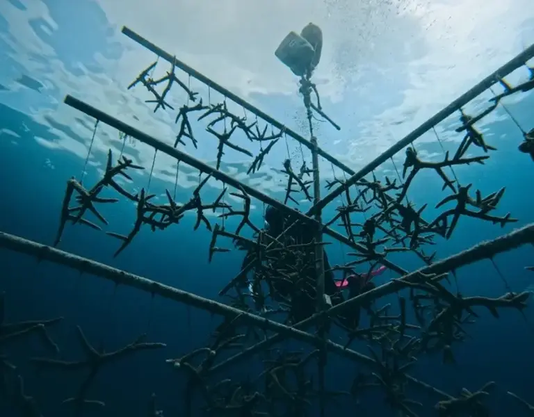 Revolutionary Techniques for Reef Restoration