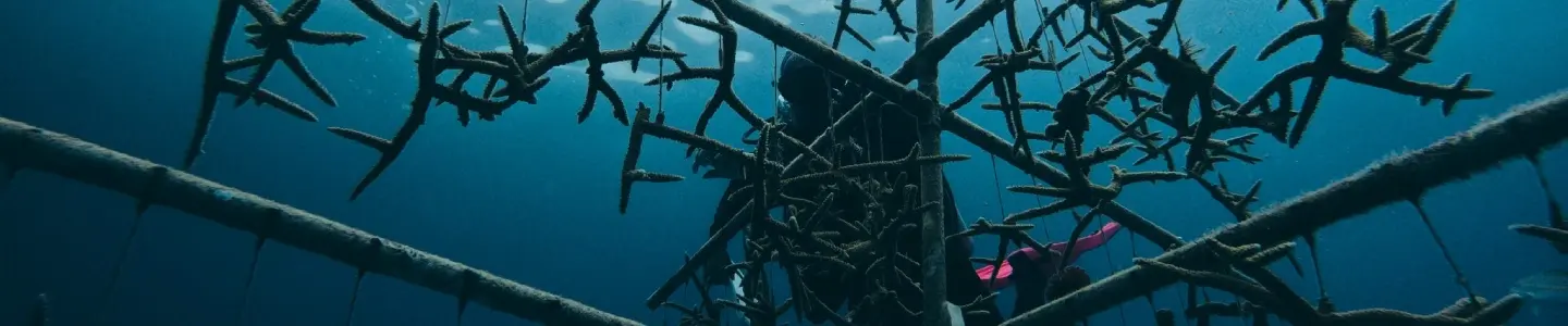Revolutionary Techniques for Reef Restoration