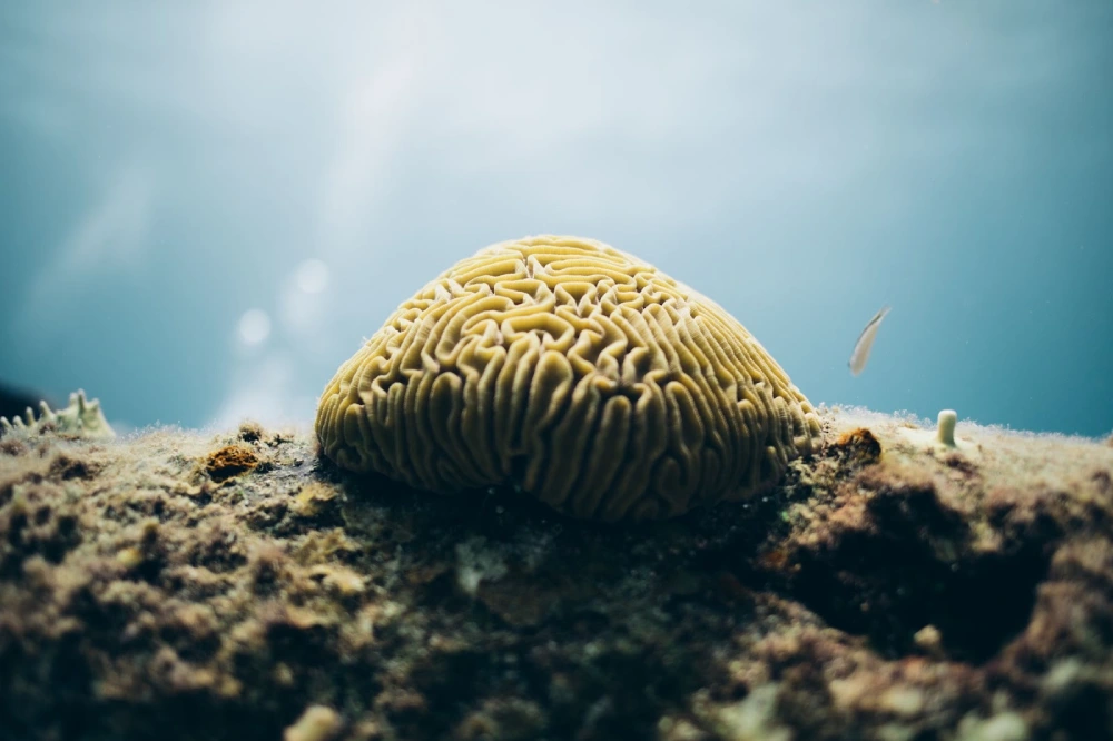 Coral Aquaculture Innovations