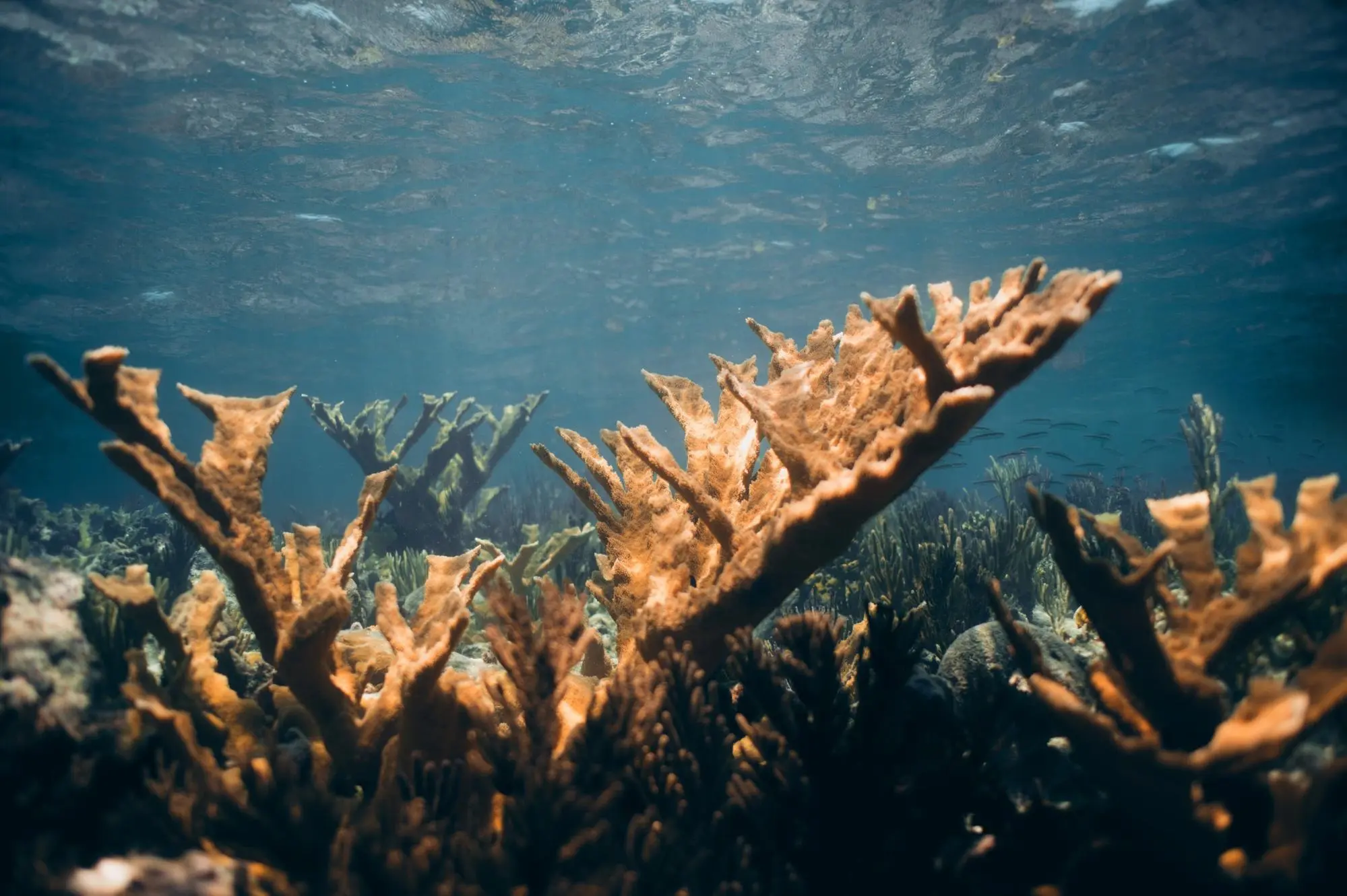 Coral Disease and Health Challenges