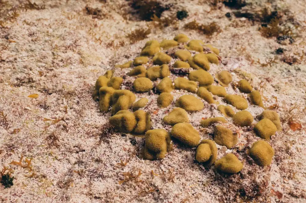 Coral Fragments and Growth Acceleration
