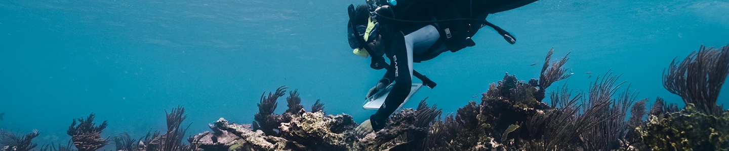 Coral Reef Facts The Complete Guide to Earth's Underwater Rainforests